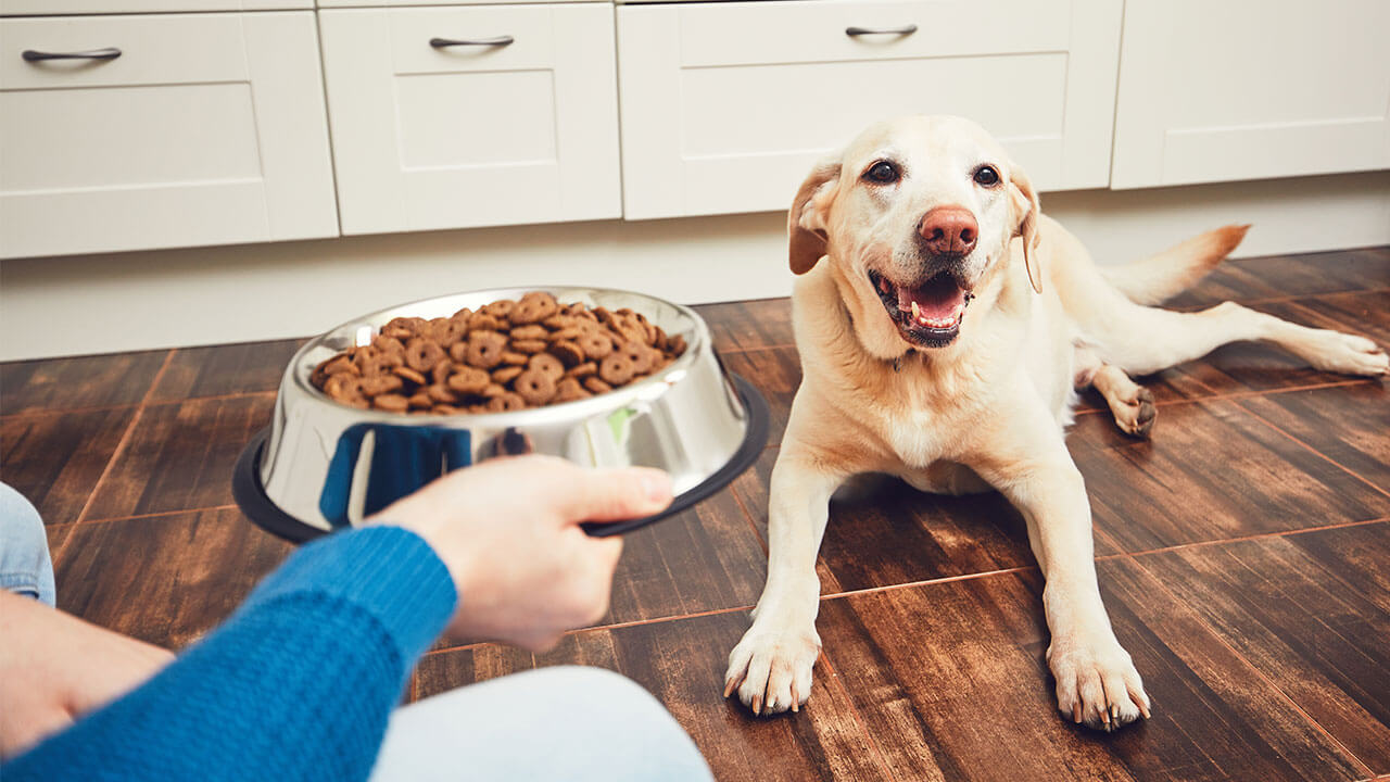 Buying Dog Food in the Philippines: 5 Tips for Choosing the Right Food for Your Dog