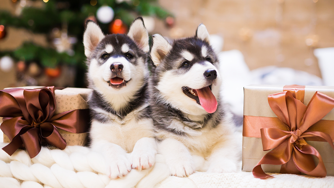 5 Presents Your Furbaby Will Love
